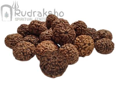9 Mukhi Rudraksha from Indonesia